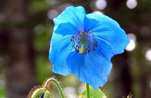 图看罂粟生长全过程：花虽美艳，但愿永凋零