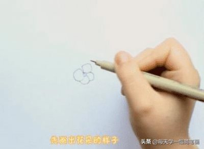 ​每天学一幅简笔画-绣球花简笔画画法步骤教程