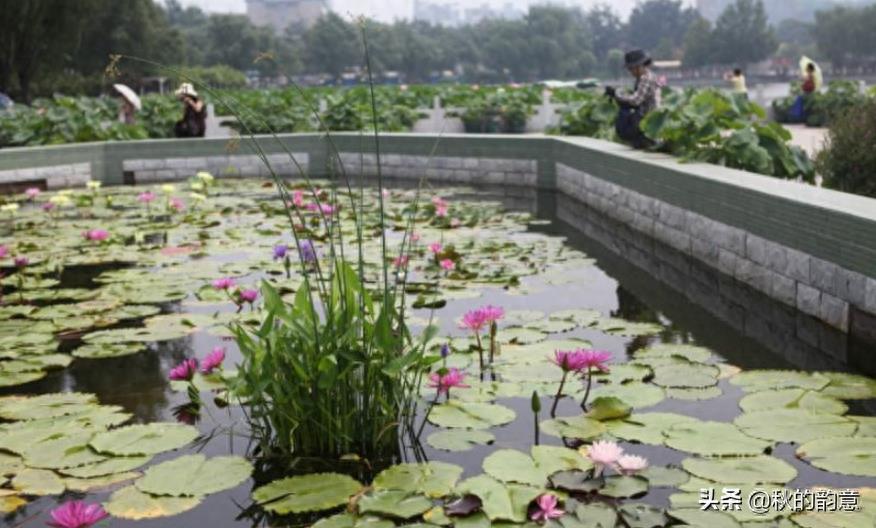 北京莲花池公园，有莲花池荷花节、庙会，距今有3000多年的历史