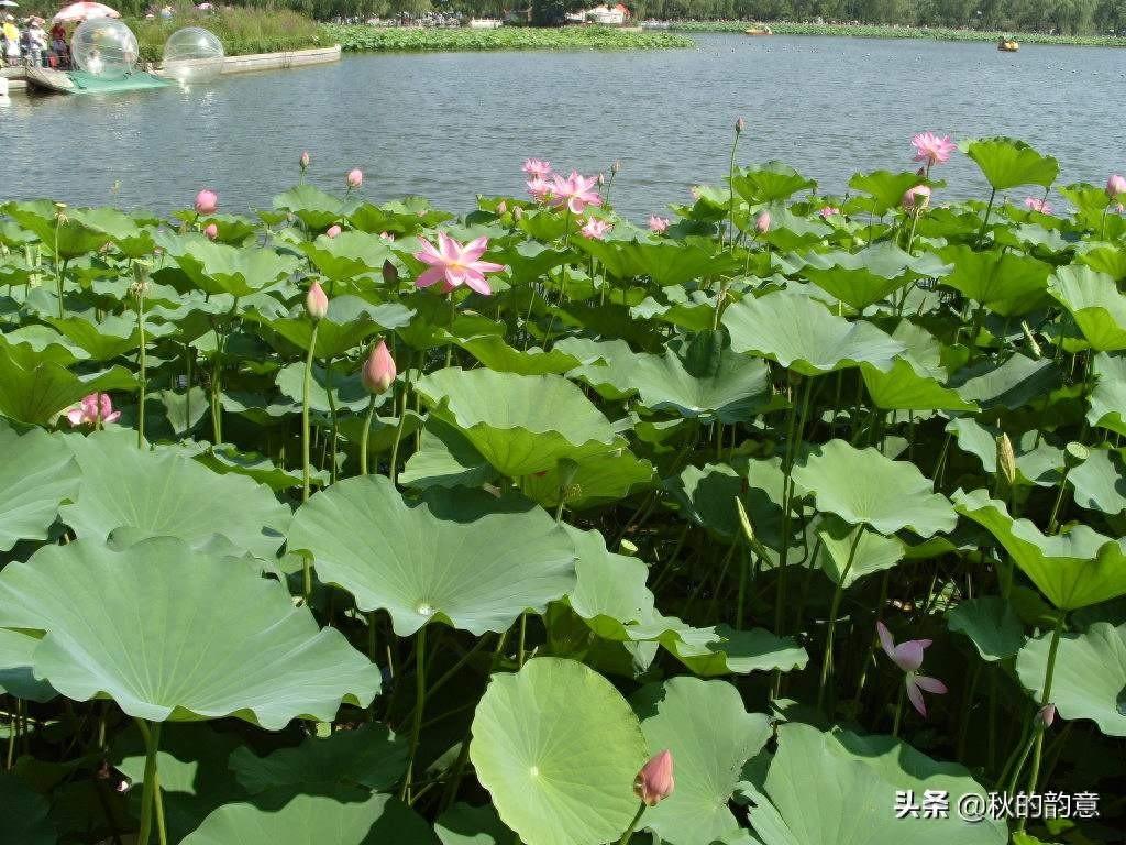 北京莲花池公园，有莲花池荷花节、庙会，距今有3000多年的历史