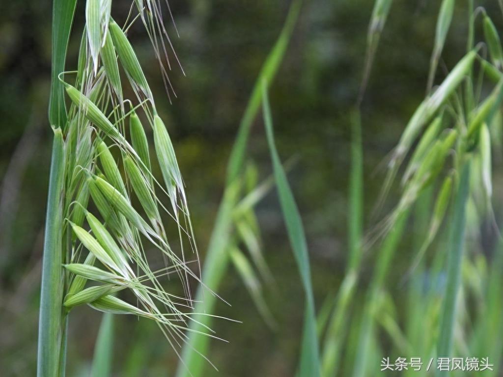 野燕麦 真的能壮阳吗？