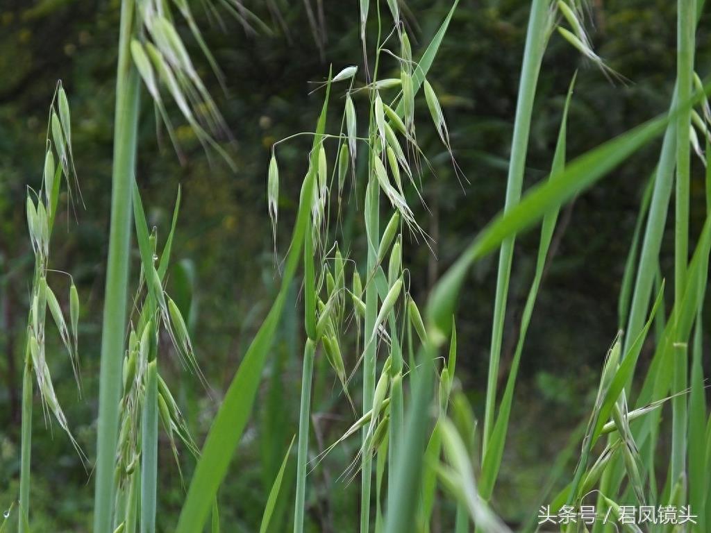 野燕麦 真的能壮阳吗？