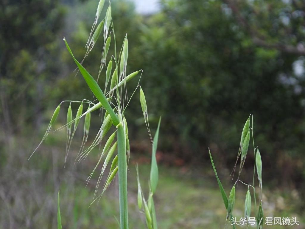 野燕麦 真的能壮阳吗？