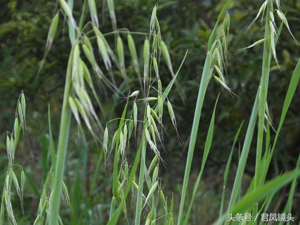 野燕麦 真的能壮阳吗？