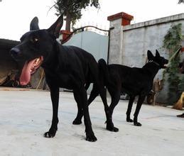 中华华北第一名犬：黑狼犬，身手敏捷不输花豹