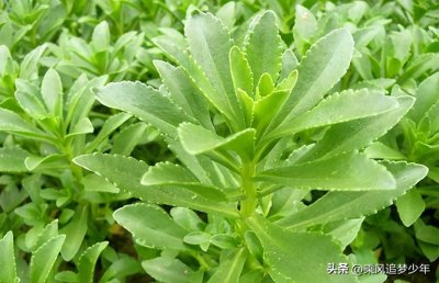 ​曾被当野菜吃，钙含量堪比钙片，如今种植亩产超10000元？