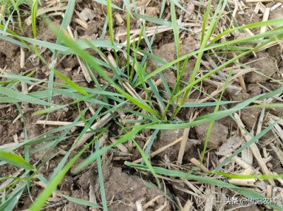 ​节节麦防治小技巧，不打药不花钱，节节麦明年自然消失