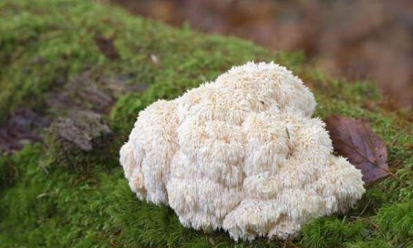 海林市美食一条街,打造美食一条街的建议图4