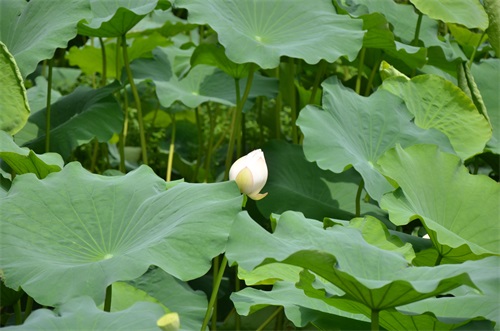 江南风景秀 最忆在碧莲 娥娜似仙子 清风送香远