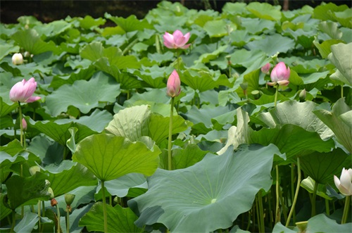 江南风景秀 最忆在碧莲 娥娜似仙子 清风送香远