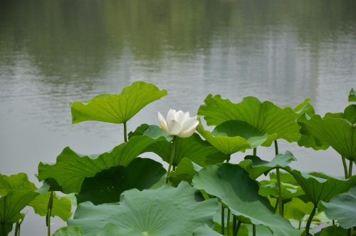 江南风景秀 最忆在碧莲 娥娜似仙子 清风送香远