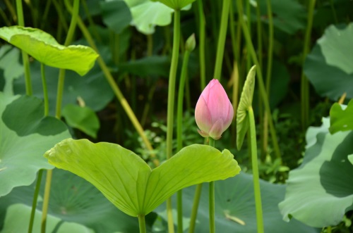 江南风景秀 最忆在碧莲 娥娜似仙子 清风送香远