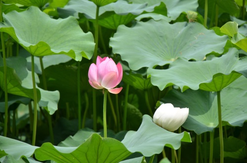 江南风景秀 最忆在碧莲 娥娜似仙子 清风送香远