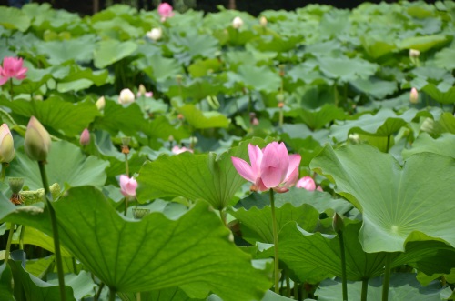 江南风景秀 最忆在碧莲 娥娜似仙子 清风送香远
