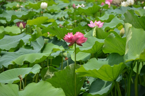 江南风景秀 最忆在碧莲 娥娜似仙子 清风送香远