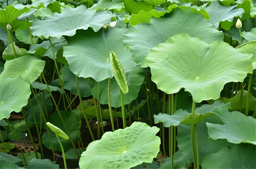 江南风景秀 最忆在碧莲 娥娜似仙子 清风送香远