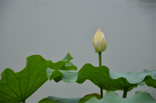 江南风景秀 最忆在碧莲 娥娜似仙子 清风送香远