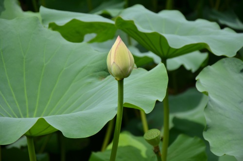江南风景秀 最忆在碧莲 娥娜似仙子 清风送香远