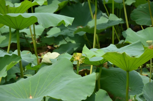 江南风景秀 最忆在碧莲 娥娜似仙子 清风送香远