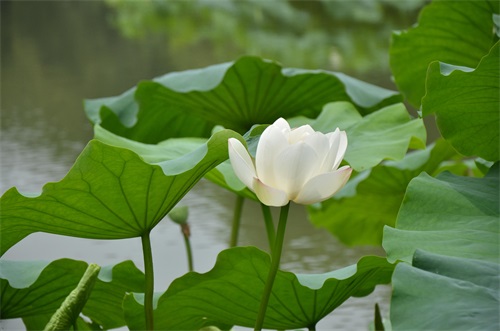 江南风景秀 最忆在碧莲 娥娜似仙子 清风送香远