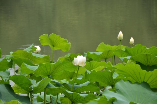 江南风景秀 最忆在碧莲 娥娜似仙子 清风送香远