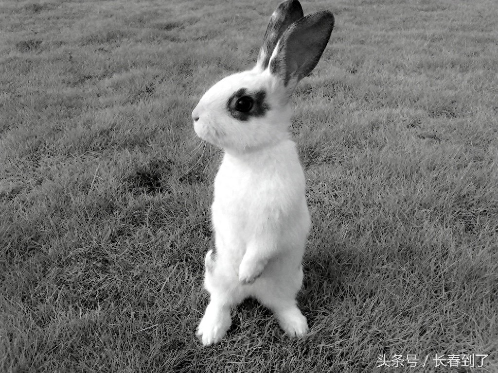 传说中的东北八大神兽,其实是说八种人