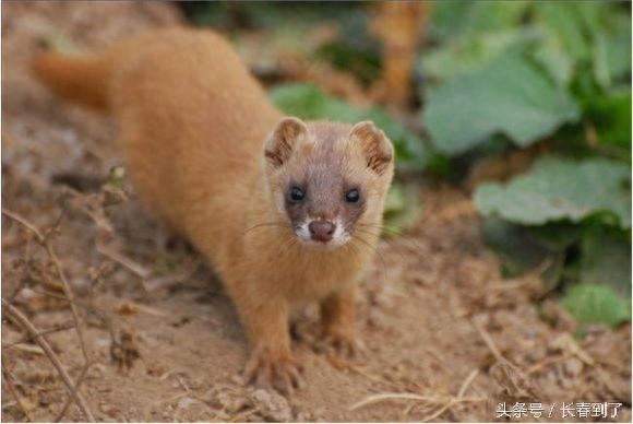 传说中的东北八大神兽,其实是说八种人