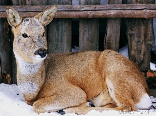 传说中的东北八大神兽,其实是说八种人