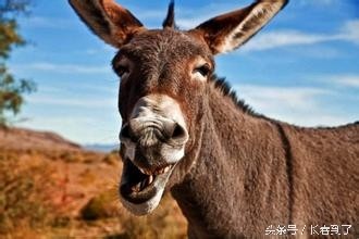 传说中的东北八大神兽,其实是说八种人