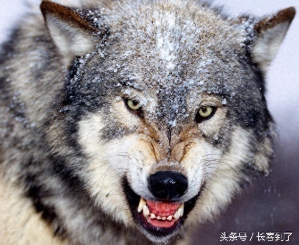 传说中的东北八大神兽,其实是说八种人