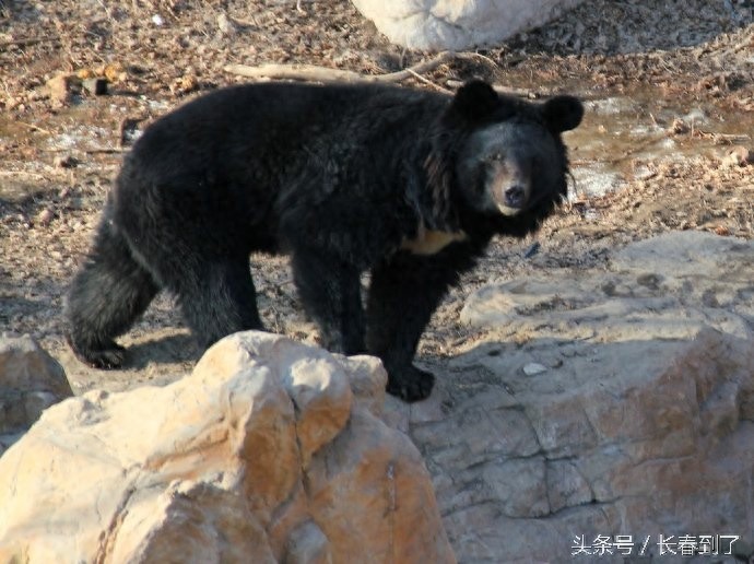 传说中的东北八大神兽,其实是说八种人