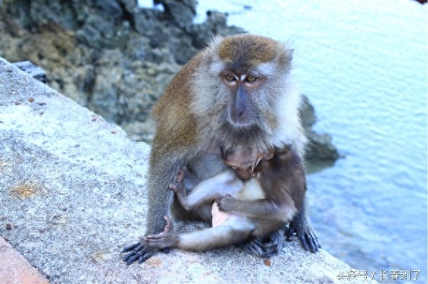 传说中的东北八大神兽,其实是说八种人