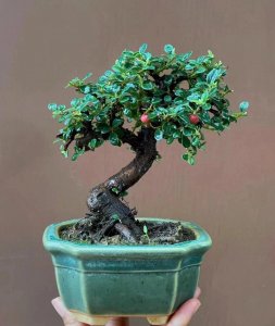 ​熟知荀子的生长习性，才能创作出更别具一格的荀子盆景！