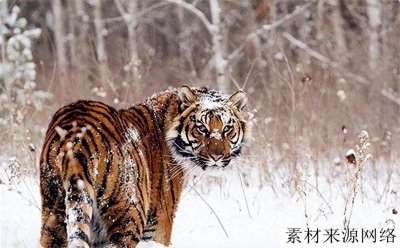 ​西伯利亚究竟有多可怕？为啥连东北虎都止步不前？