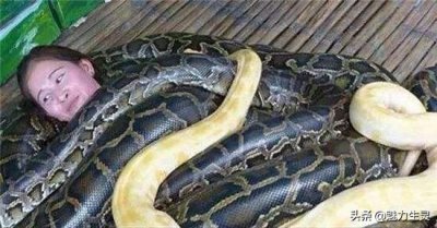 ​蟒蛇居然能长这么大，吃人就像吃面条