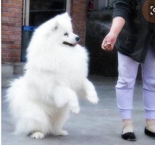 ​狗狗的调教和训练的基本方法