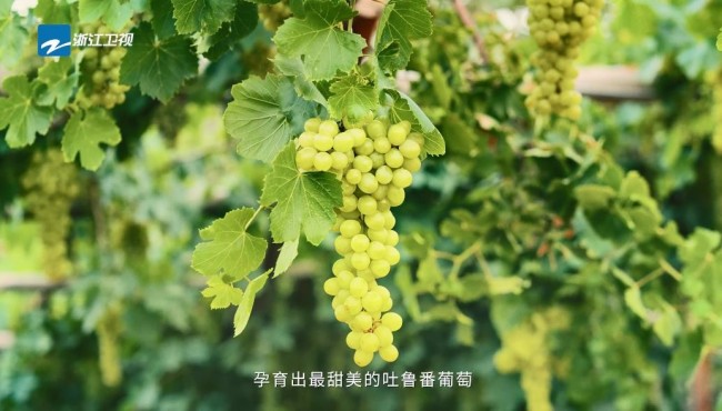 公益宣传片甜蜜刷屏!《奔跑吧》十季公益向阳奔跑