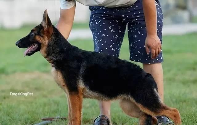 徐粲金出轨（传高晓松前妻徐粲金曾被曝出轨裸聊）