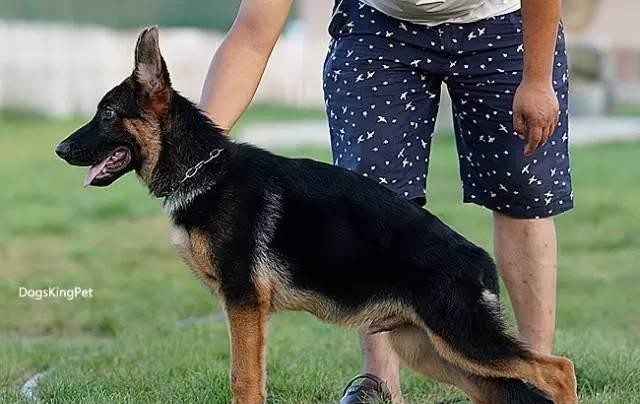 徐粲金出轨（传高晓松前妻徐粲金曾被曝出轨裸聊）