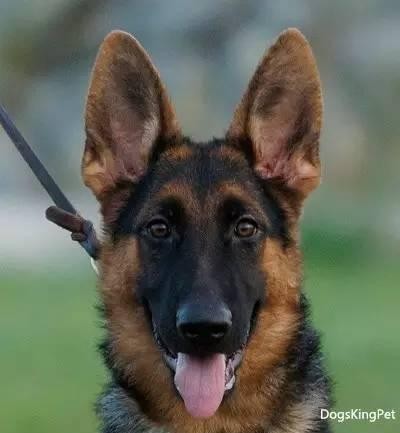 徐粲金出轨（传高晓松前妻徐粲金曾被曝出轨裸聊）