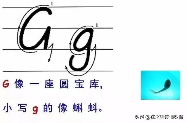 24个英文字母正确规范的书写(26个英文字母规范书写技巧)(8)