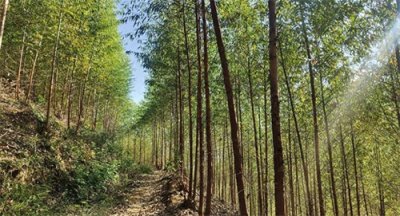 ​速生桉树：中国木材安全的关键