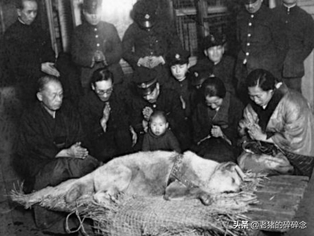 老照片:忠犬八公,等待永远回不来的主人,死后日本人为它立铜像