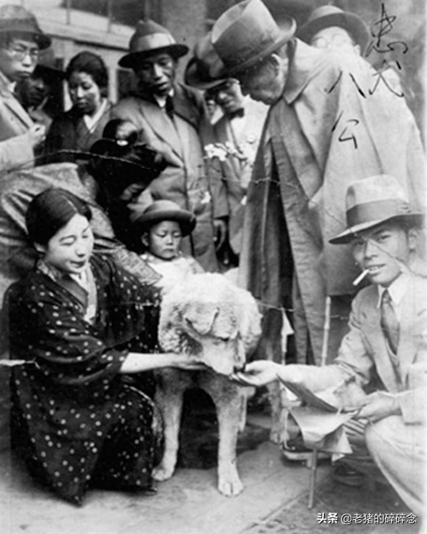 老照片:忠犬八公,等待永远回不来的主人,死后日本人为它立铜像