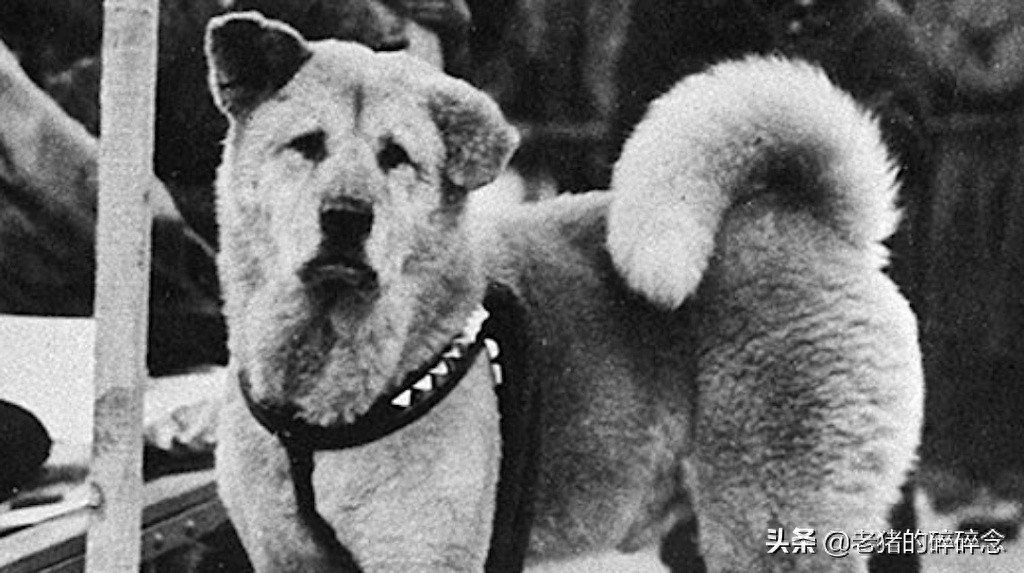 老照片:忠犬八公,等待永远回不来的主人,死后日本人为它立铜像