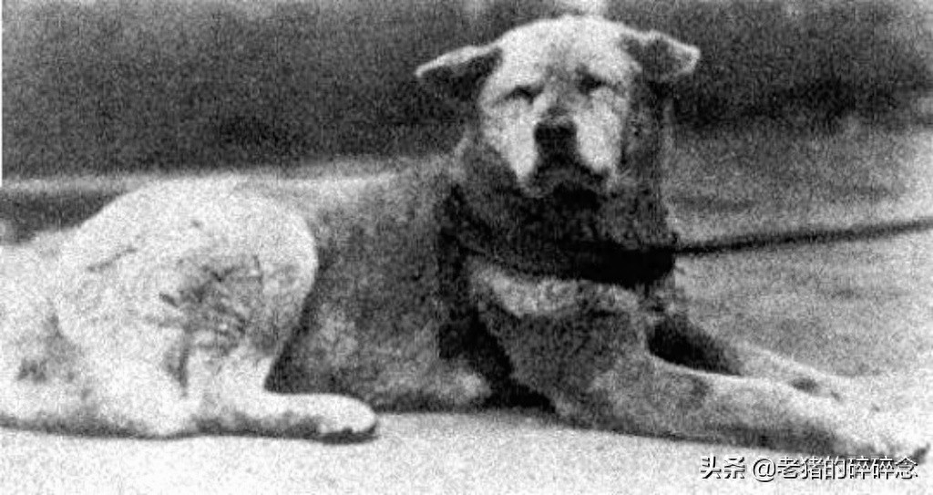 老照片:忠犬八公,等待永远回不来的主人,死后日本人为它立铜像
