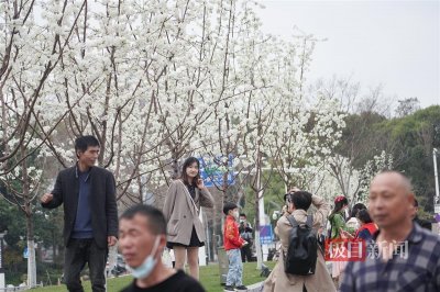 ​武汉东湖梨园门口梨花开