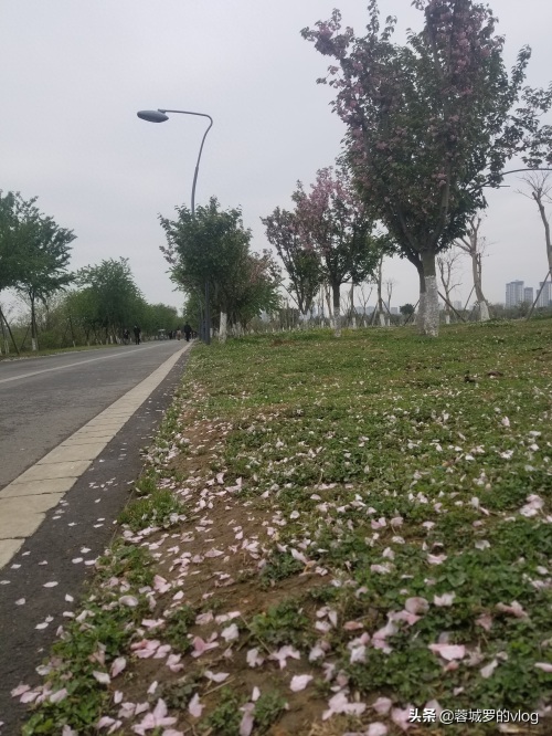 成都青龙湖湿地公园景色