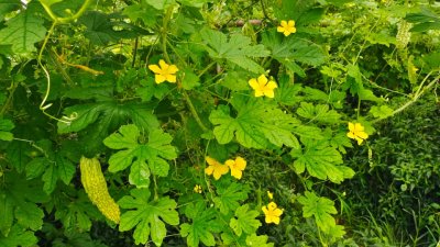 ​带你看蔬菜的花：苦瓜花