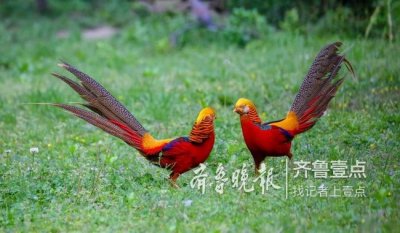 ​传说中的金鸡？我国鸟类珍贵品种